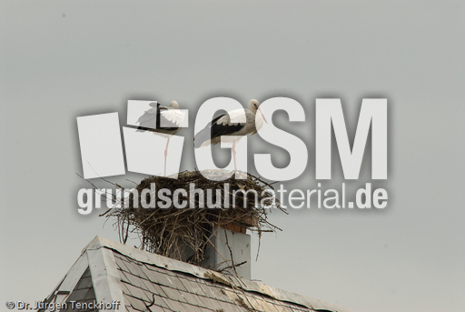 Weißstorch (13 von 20).jpg